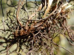 Notogrammitis givenii. Long-creeping rhizome giving rise to fronds with distinct, brown stipes.
 Image: L.R. Perrie © Te Papa CC BY-NC 3.0 NZ